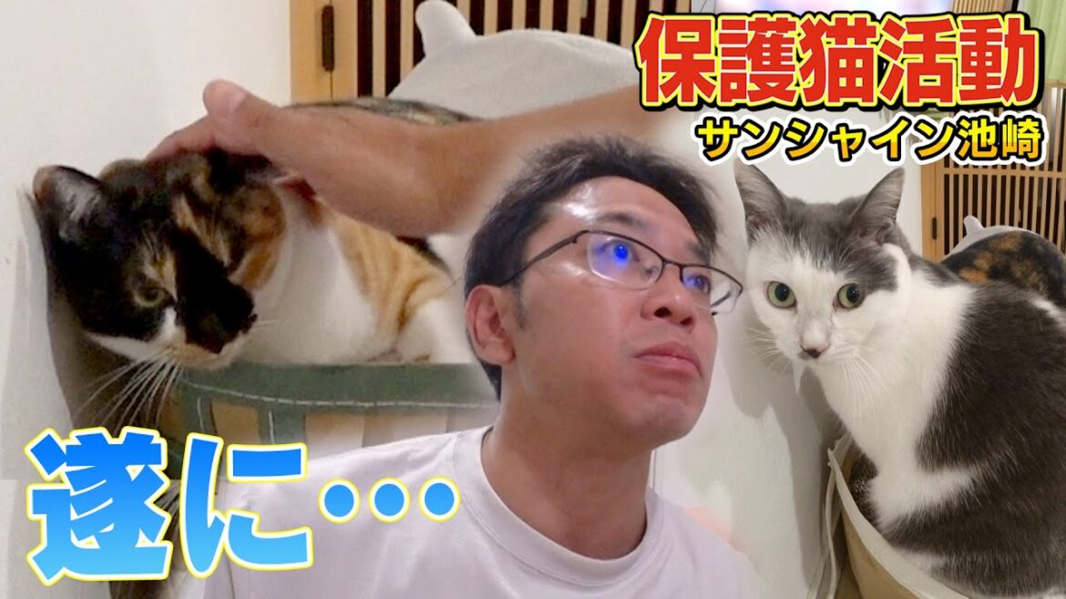 【保護猫活動】遂にサンシャイン池崎さんが新入りブルボンの念願の頭なでを!