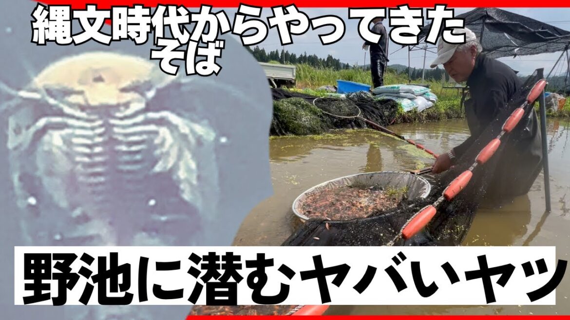 【稚魚選別】錦鯉の赤ちゃん一次選別が始まるが、敵がいっぱい#koi#縄文そばの館#長井市