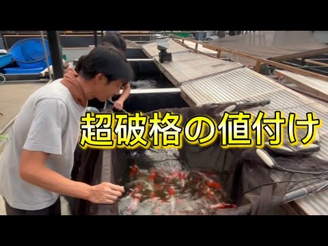 【遼河鯉庵】金太郎立て下鯉が1万円以下!!金城社長が選別で留守の間に上物鯉を盗んできた。