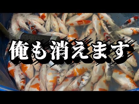 【遼河鯉庵閉店】今までありがとうございました!!高級鯉が全滅して会社が倒産しました。