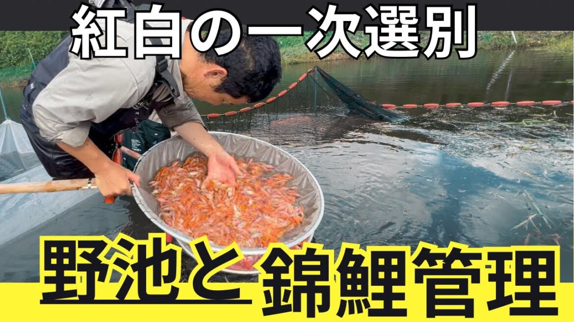 紅白の一次選別を始まる#koi #koifish #アクアリウム