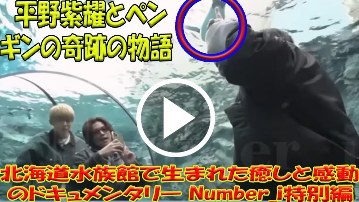 平野紫耀とペンギンの奇跡の物語:北海道水族館で生まれた癒しと感動のドキュメンタリー – Number_i特別編