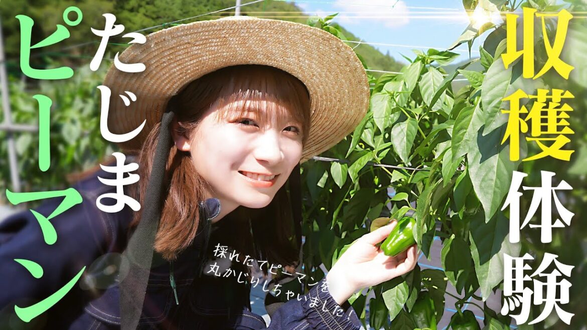 秋元真夏が実が肉厚で歯ごたえが良く苦味も少ない「たじまピーマン」を収穫体験!