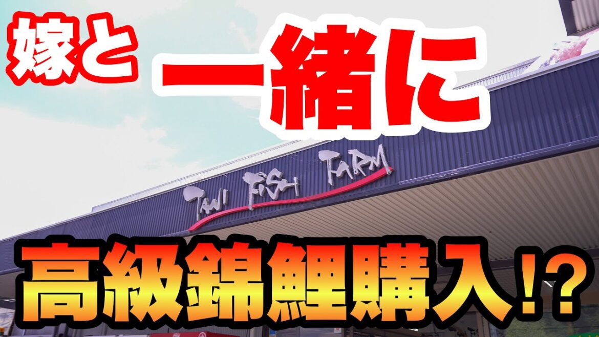 【嫁と一緒に買いに行く!】予算50,000円で錦鯉購入!谷養魚場へ行ってきた! #錦鯉 #koi #nishikigoi