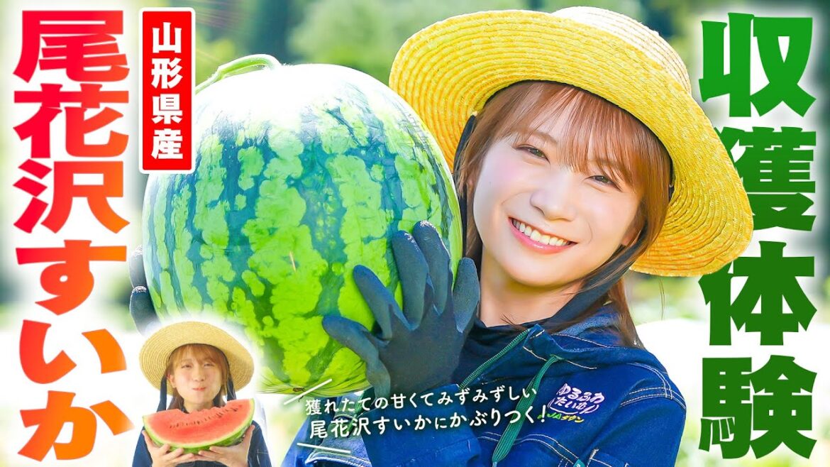 秋元真夏が山形県へ!夏すいか日本一の「尾花沢すいか」を収穫!!