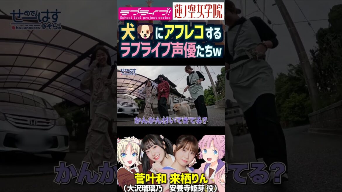 【蓮ノ空】リアルの犬にアフレコし始めるラブライブ声優、菅叶和・来栖りん【Link! Like! ラブライブ!】#shorts リンクラ かんかん 声優 大沢瑠璃乃 安養寺姫芽 ワンちゃん わんわんな