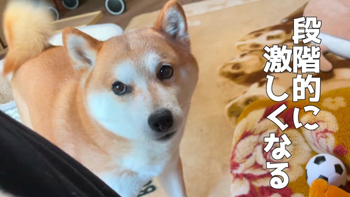 柴犬が遊んで欲しい時の要求方法の変化