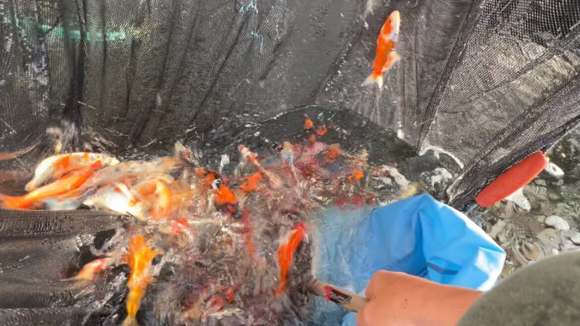 【錦鯉販売】野池揚げ前の在庫処分#koi #koifish #アクアリウム