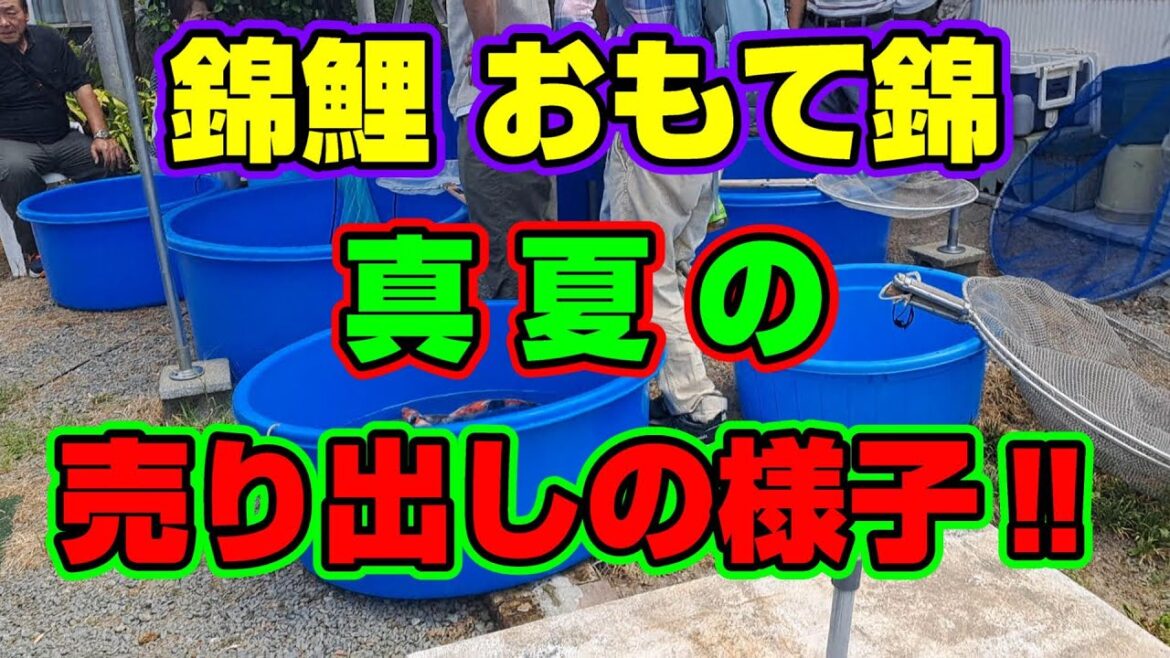 【汚池再生計画】福岡県みやま市にある『錦鯉 おもて錦』さん、真夏の売り出しいってきました‼#koifarm#koi#koipond#昭和三色#錦鯉#おもて錦