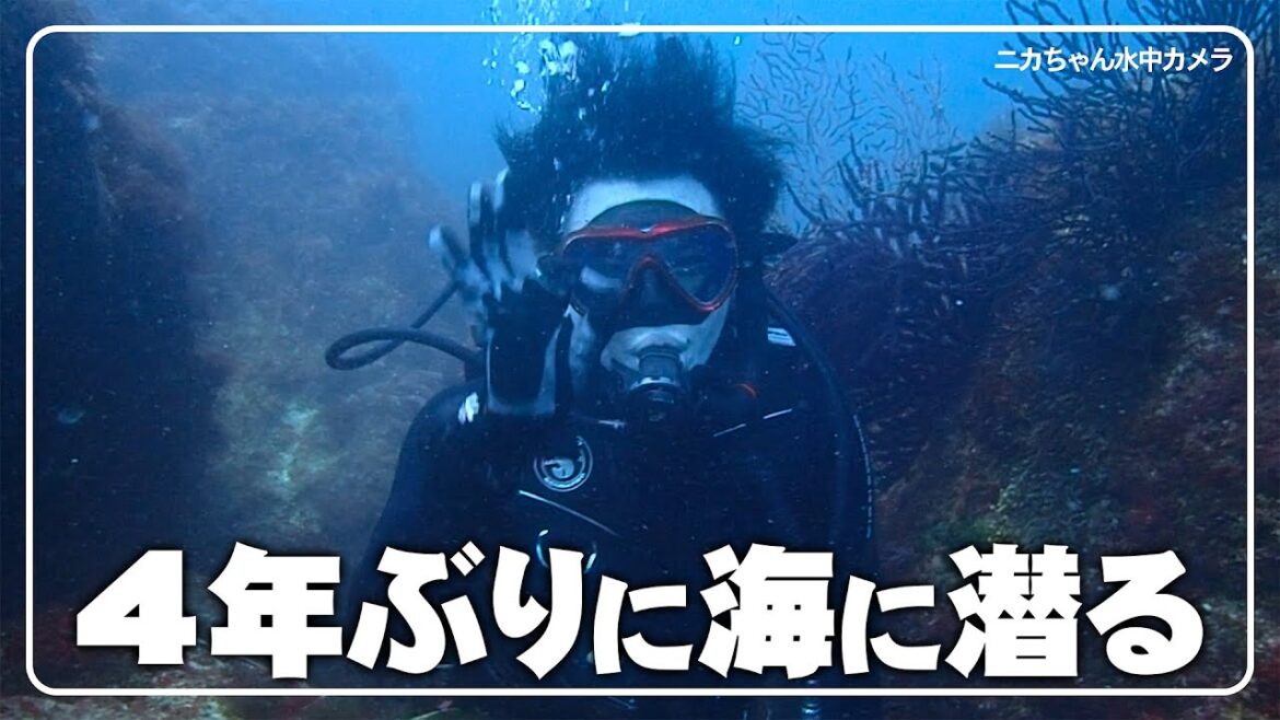 【スキューバ】初島ダイビングで巨大生物と遭遇!まるで水族館