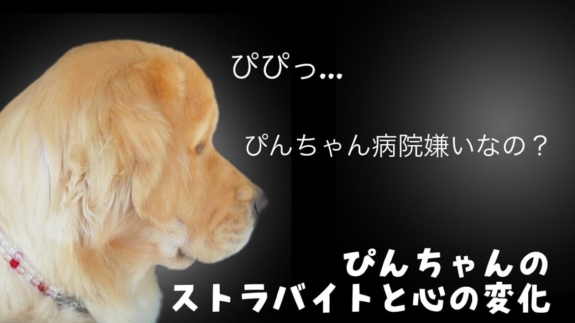 ぴんちゃんのストラバイトの経過