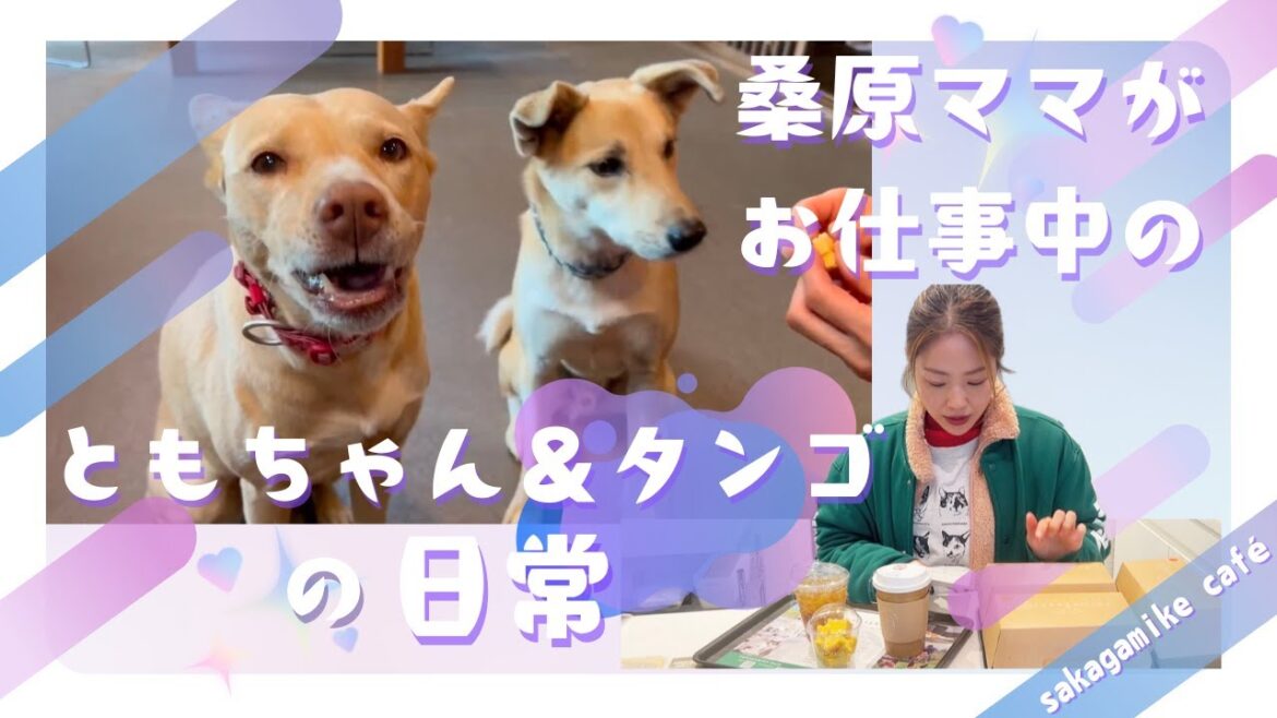 【愛犬は何してる?】最長12時間のお留守番