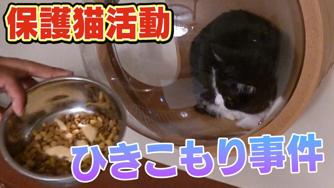 【保護猫サクラの引きこもり】ラミおじさんに心を開かない新入りねこサクラがサンシャイン池崎さんのアドバイスで・・・