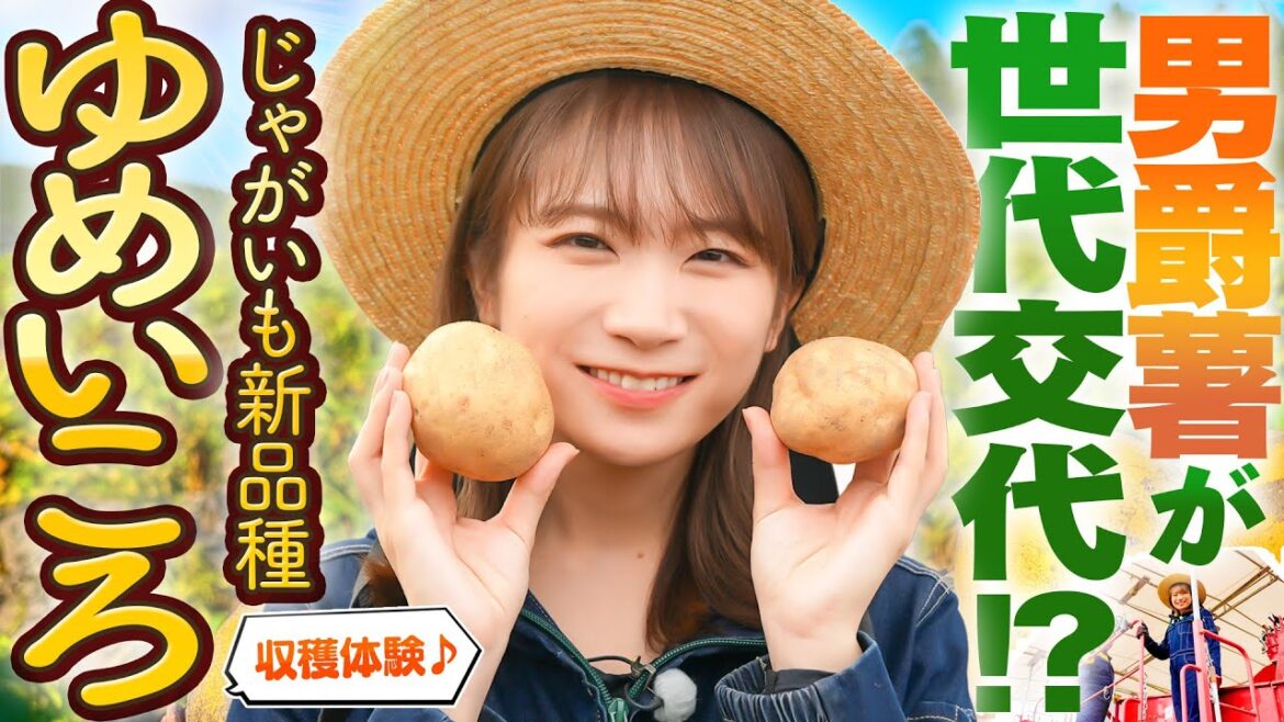 男爵薯がなくなる!?秋元真夏がじゃがいもの新品種「ゆめいころ」を収穫!!