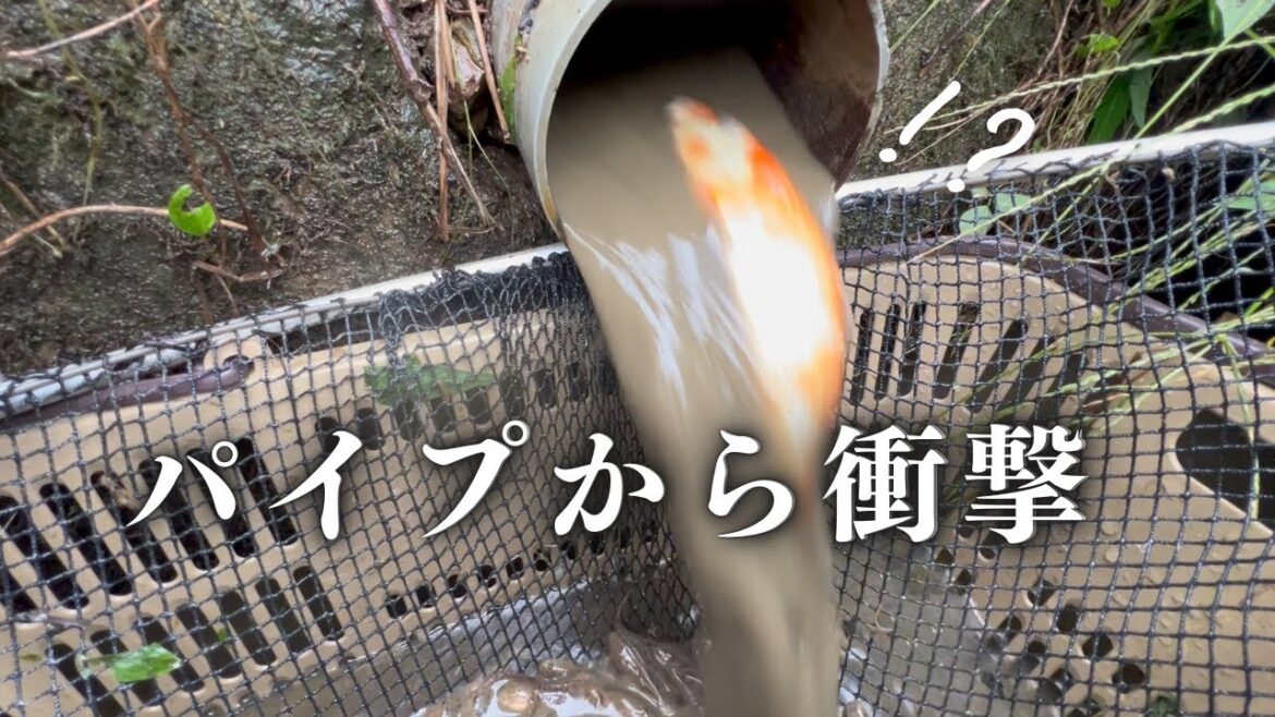 【あの140万回再生】パイプから錦鯉シリーズの最新作#koi #koifish #塩田養鯉場