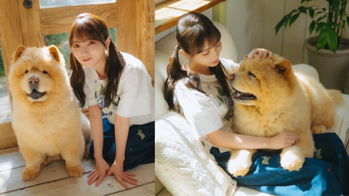 与田祐希さんが遊びに来てくれました!(チャウチャウ|月刊わんこ撮影オフショット)