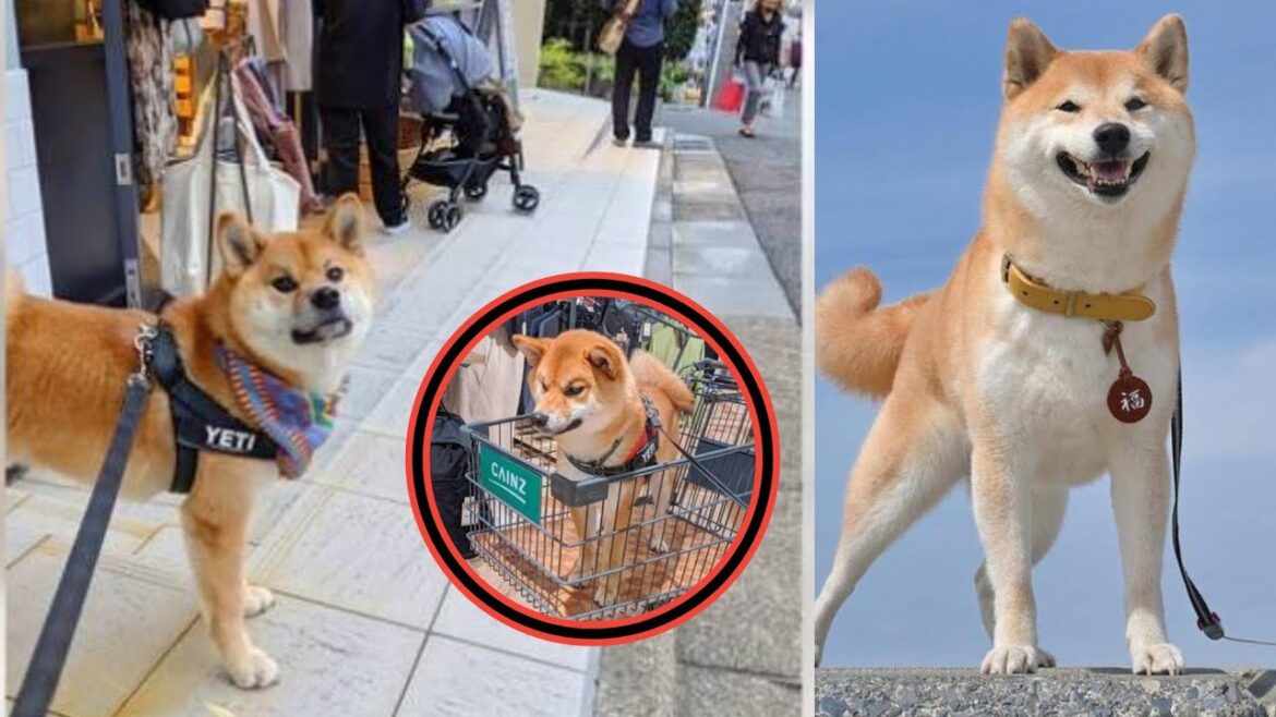 🐶✨【衝撃】NHK新ドラマ『シバのおきて』声優解禁‼️福助=柄本時生🎙️ ボム=津田健次郎🔥 黒柴ショットが可愛すぎる😍📺