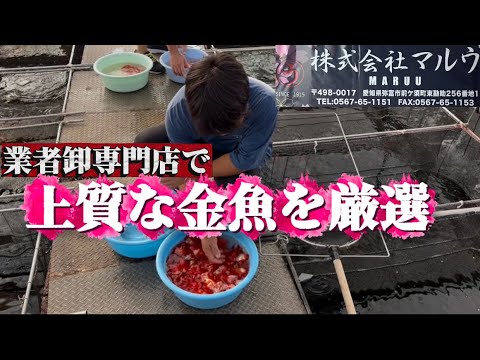 【遼河セレクション】日本1の金魚業者訪問!!弥富市で有名な金魚店「丸照養魚場」と「株マルウ」で上物金魚を爆買いしました。
