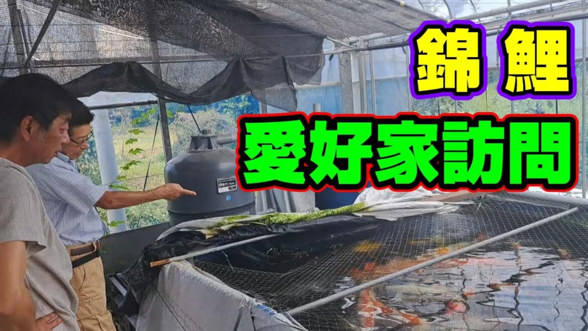 【汚池再生計画】今回は『錦鯉愛好家訪問』飼育設備見せて貰いました‼#錦鯉愛好家#自作池#koipond#koi#FRP池#生け簀#泳ぐ宝石錦鯉#ปลาคราฟ