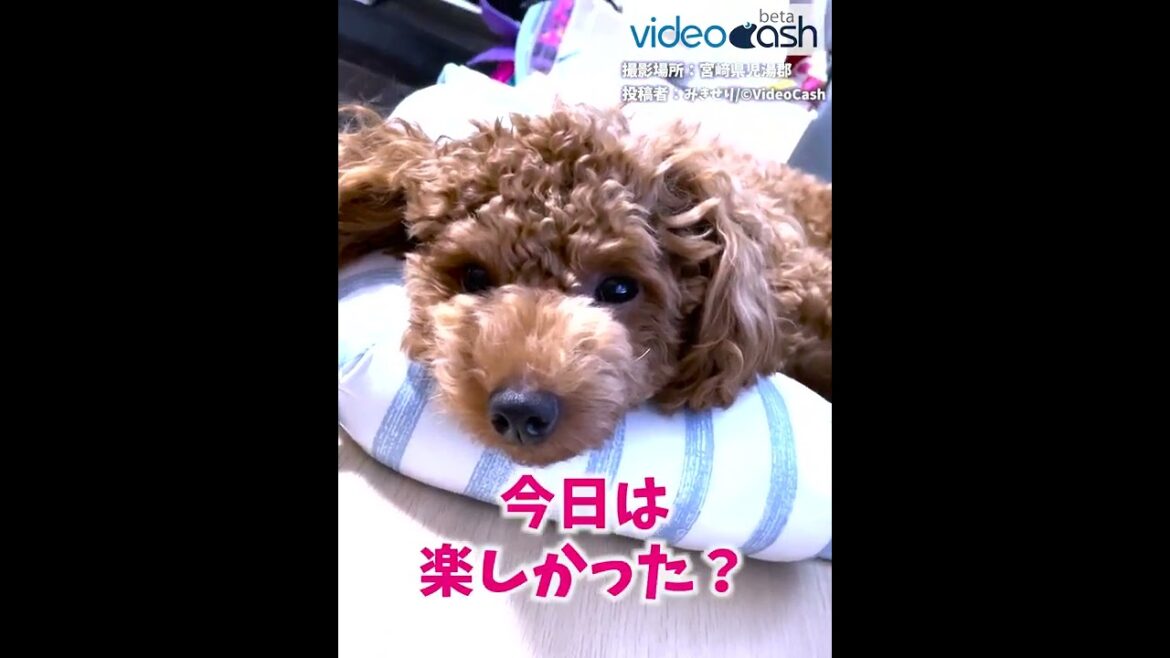 【わんぱくれお すやすやいい気持ち】#Shorts