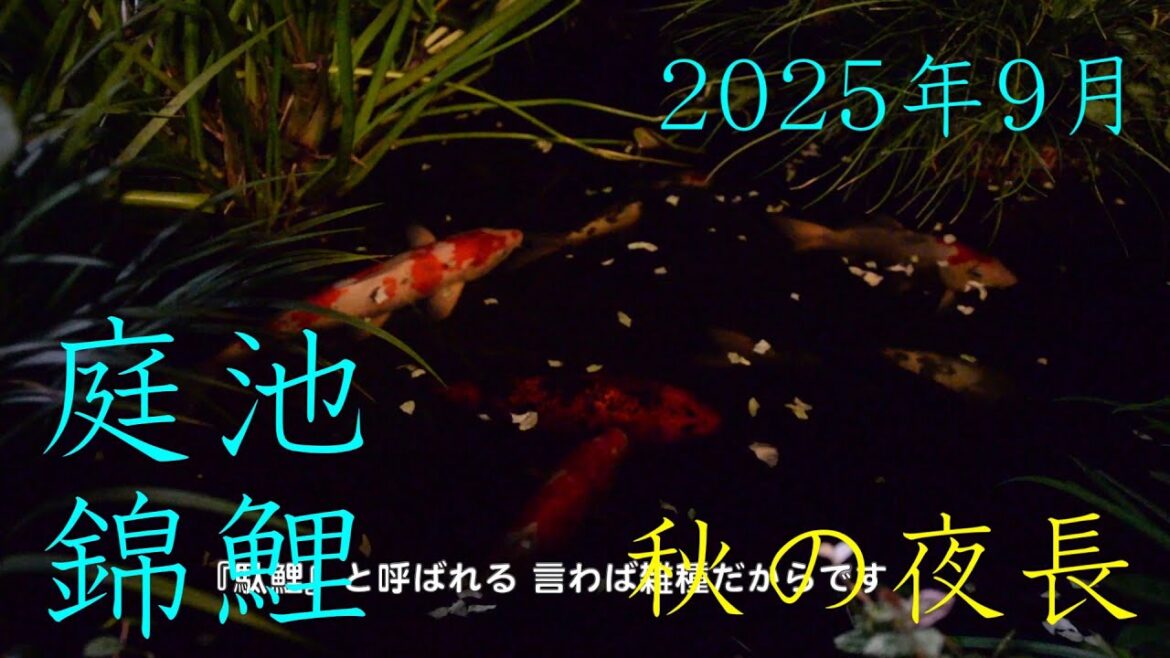 【秋の夜長】ビオトープ庭池錦鯉/8年2ヶ月目【飼育日記】’25 神無月 / Japanese Nishiki Koi fish pond & biotope / September 2025