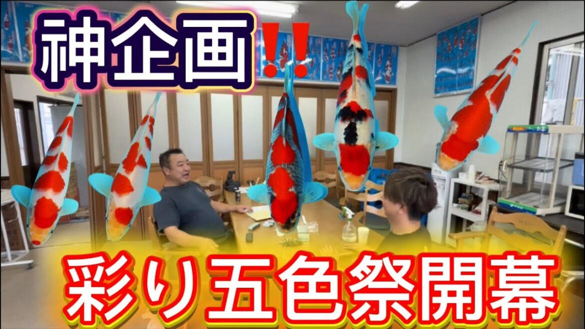 【金太郎錦鯉】 神企画❗️他の業者が絶対に出来ない完全保証販売