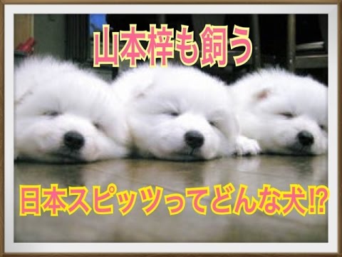 【山本梓のペット】日本スピッツってどんな犬!?