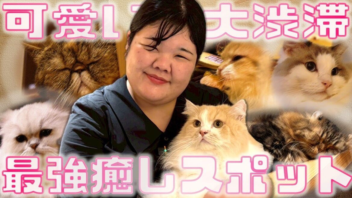 【猫カフェ】あんり秘密の隠れ家に4人で行ってみた!【あんりお誕生日記念ロケ】