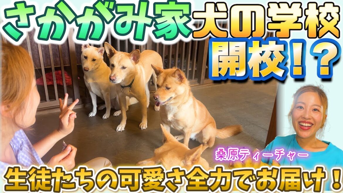 元野犬たちの笑顔が止まらない!桑原みずきによる犬の学校爆誕?!