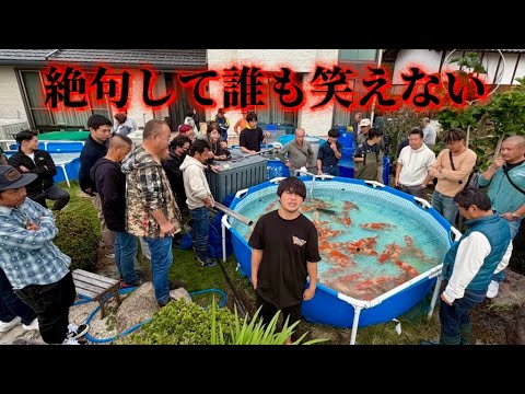 【遼河鯉庵】日本1デカくなると噂だが…桃太郎鯉を野池に入れた結果が悲惨すぎた。