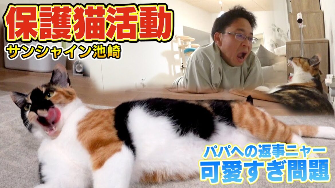【サンシャイン池崎さん】保護猫ブルボンが完全に家猫のようになりました
