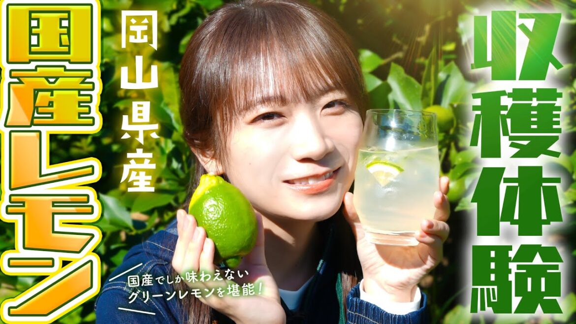 秋元真夏が岡山県へ!希少な国産レモンを収穫体験!