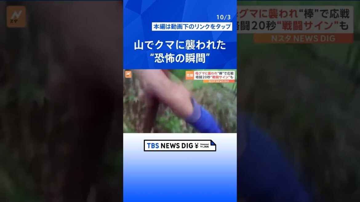 クマに襲われる“恐怖の瞬間”!命の危機に“棒”で応戦「母グマが子を…」発見時に危険な“戦闘のサイン”とは?|TBS NEWS DIG#shorts