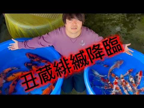 【遼河鯉庵】 格安でハイクオリティを!!篠田養鯉場から極上シメ2歳と池上がり鯉を仕入れました!!