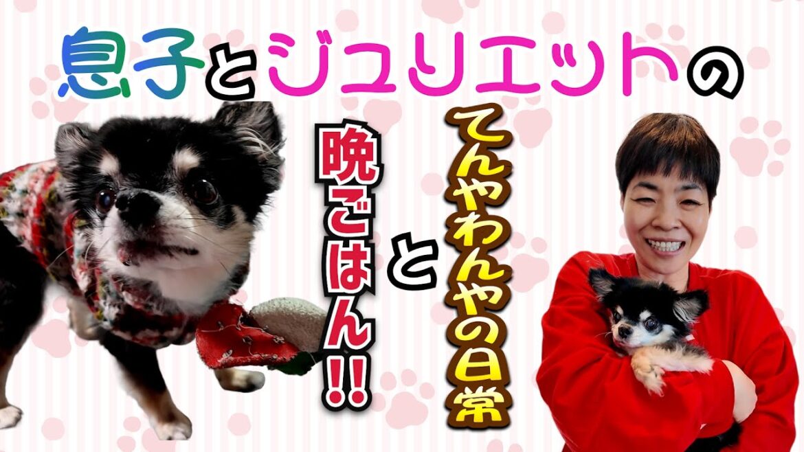 シニア犬ジュリエットが爆食?!ジュリエットのプライベートを㊙公開!育ち盛りの息子が一番喜ぶおかず!