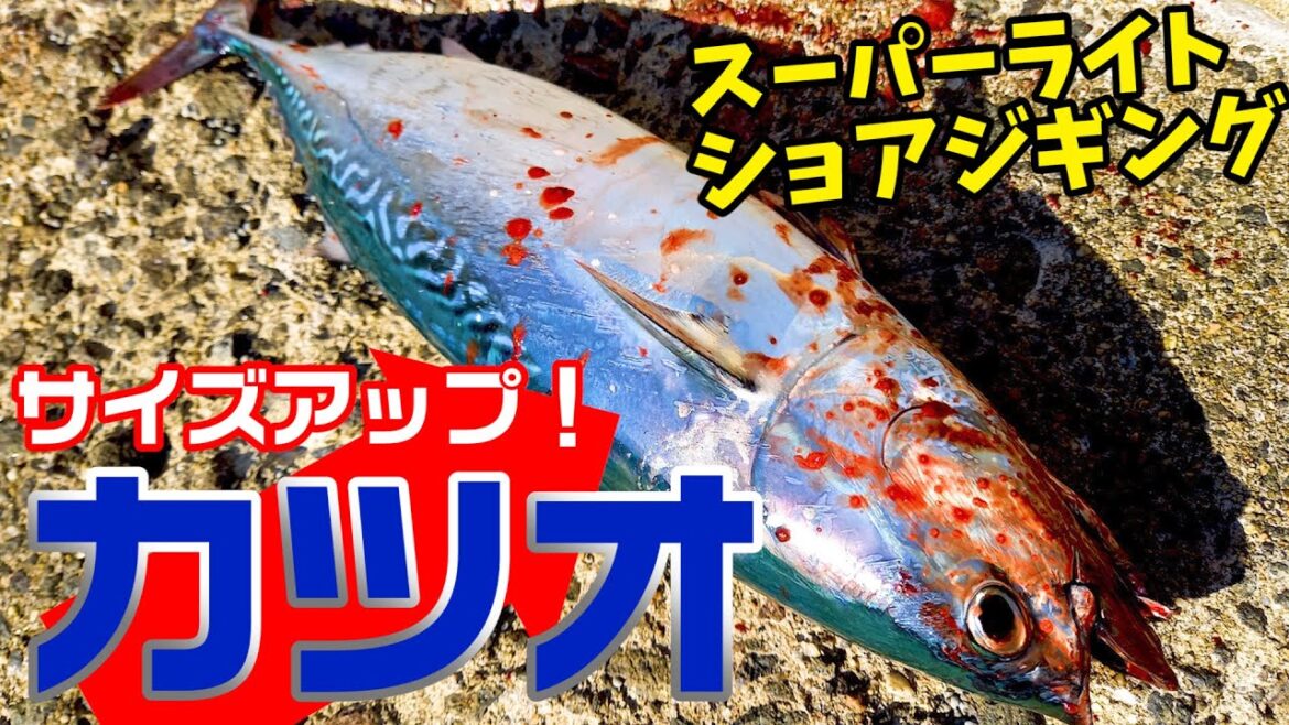 【SLSJ】軽量グリーン系ジグでカツオがまたヒット!サイズもアップ【スーパーライトショアジギング】
