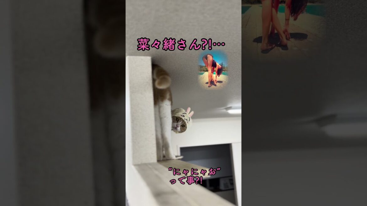 【セクシー】菜々緒ポーズをする会社猫 #shorts #catlover #cat #猫 #animals #菜々緒 #ねこ #猫好きさんと繋がりたい #グラビア #catvideos