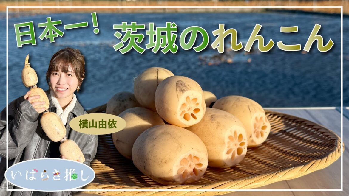 いばらき推し「日本一!茨城のれんこん(土浦市)」【出演:横山由依】
