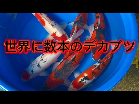 【遼河鯉庵】正月イベント鯉Part② 吉備錦鯉の70cm超え秘蔵鯉を奪ってきました!!