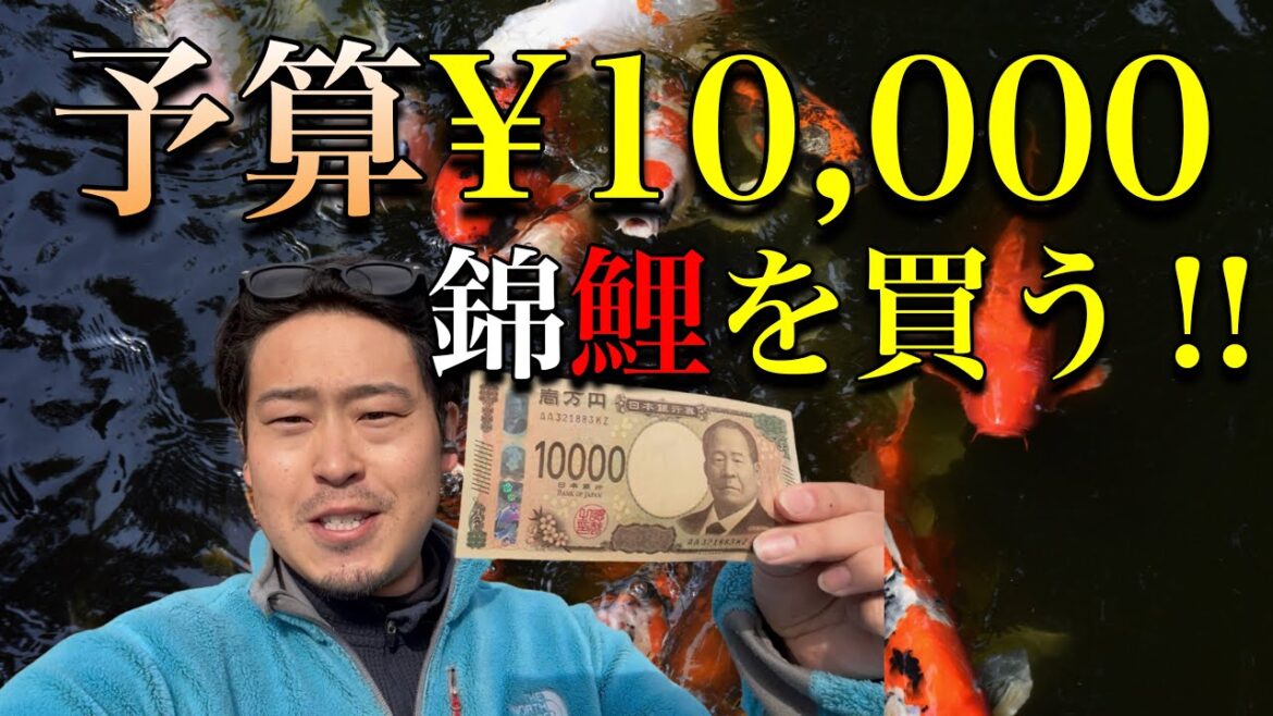 予算1万で錦鯉を買う‼︎ 果たしてどんな鯉を選んだのか? #錦鯉 #koi