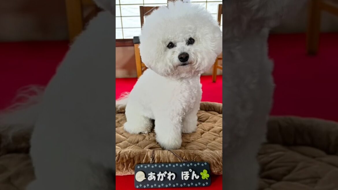 『ムサシノ輪舞曲』特別動画~ポンちゃんメモリー編~【最終回】6/21(土)よる11:30~放送!