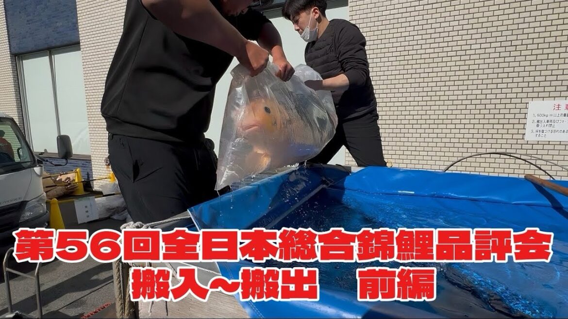 《京都まるやす養鯉場》 全日本総合錦鯉品評会に出品してきました‼️ 前編