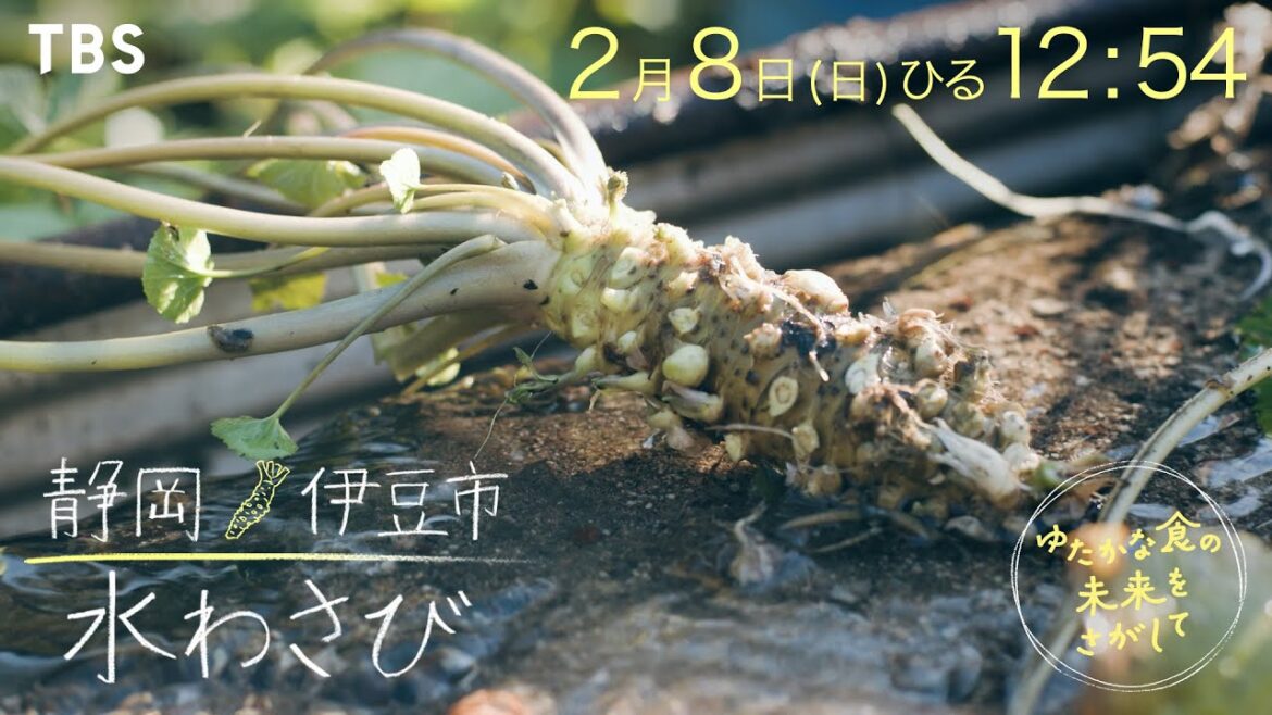 2/8 (日) 『ゆたかな食の未来をさがして』/ 静岡 伊豆市の“筏場のわさび田”を未来へつなぐ【TBS】