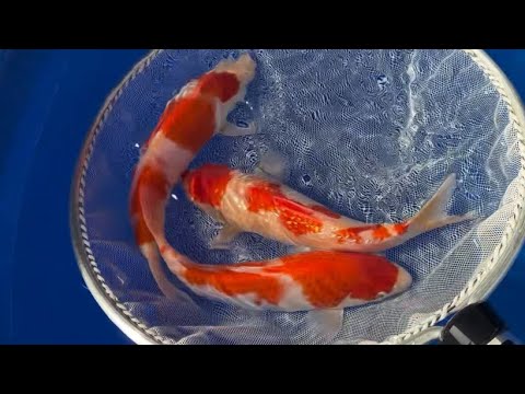 【遼河鯉庵】2500円均一!!超破格の50匹投げ売りゲリラ!!!