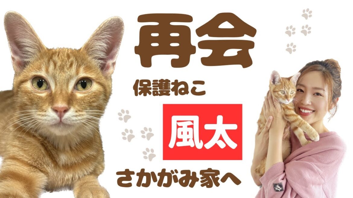 【初公開】嵐の夜に出会った子猫、ついに保護ハウスへ