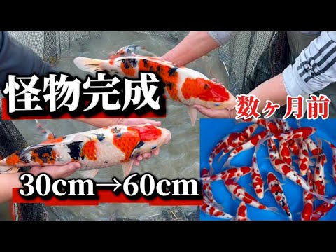 【遼河鯉庵】 潜在能力がパネェ!!丸堂・星金の立て鯉を池揚げをしたらバケモノになっていた。