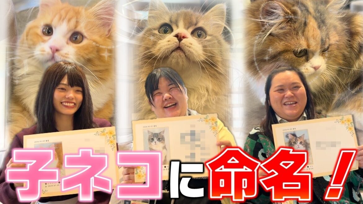 ぼる塾が子猫の名付け親になりました!