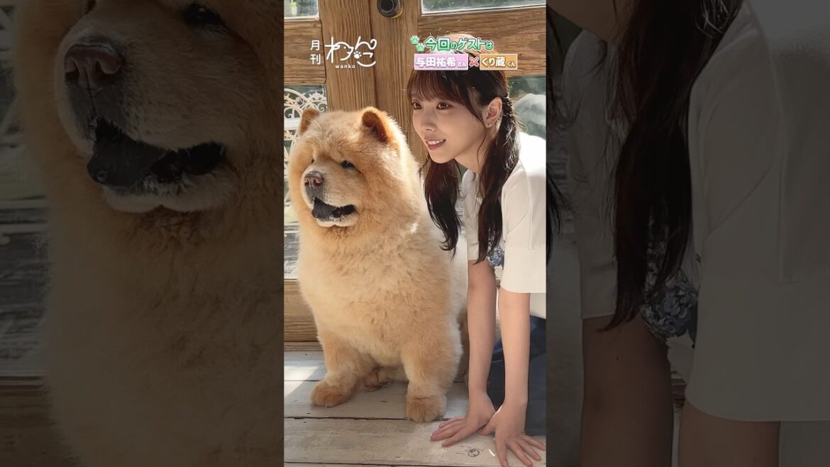 与田祐希さんが遊びに来てくれました!(チャウチャウ|月刊わんこ撮影オフショット)#shorts