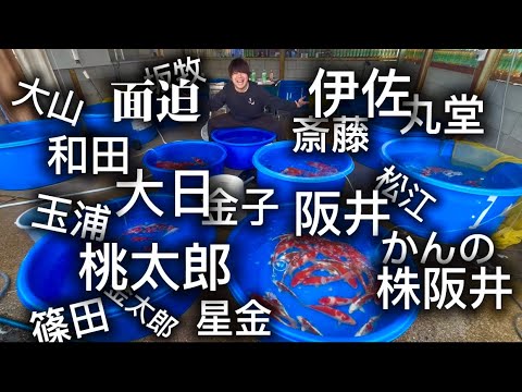 【日本1の品揃え】遼河鯉庵で有名生産者の鯉は全て手に入ります!!(超絶大特価)