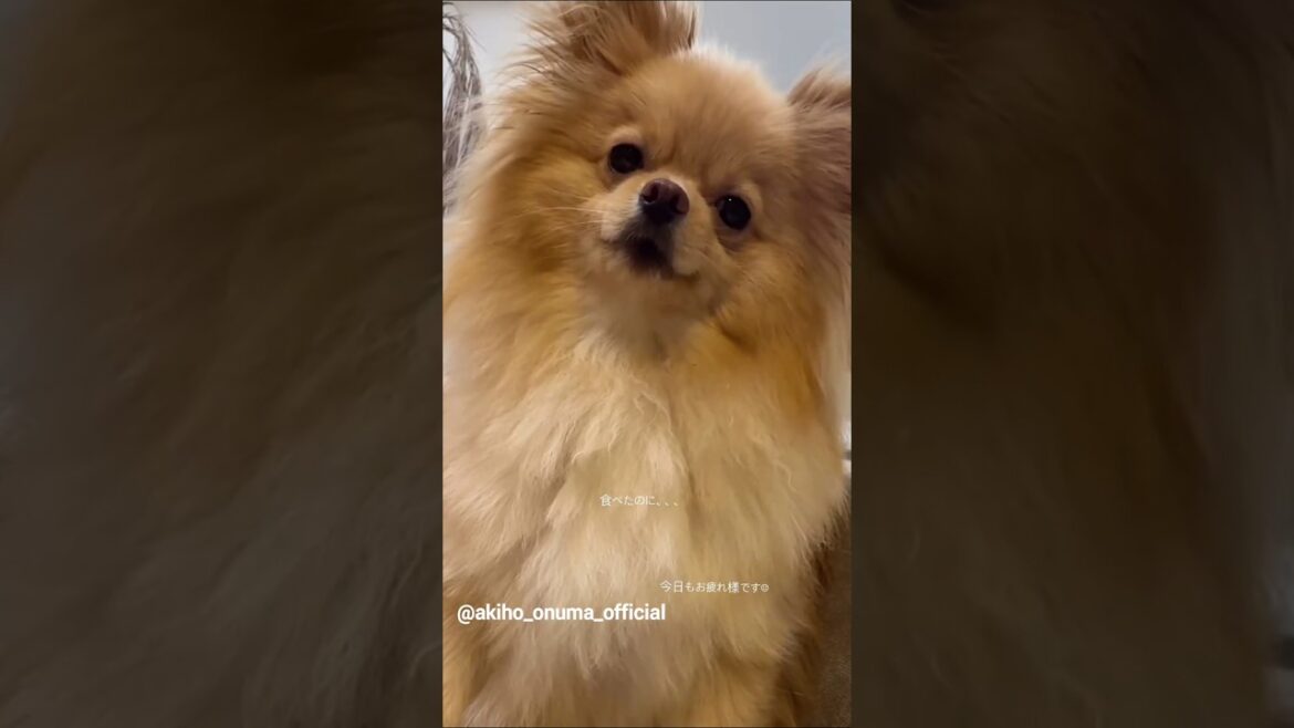 大沼晶保 食べ盛りなぷぐまるさん♪Instagram 櫻坂46
